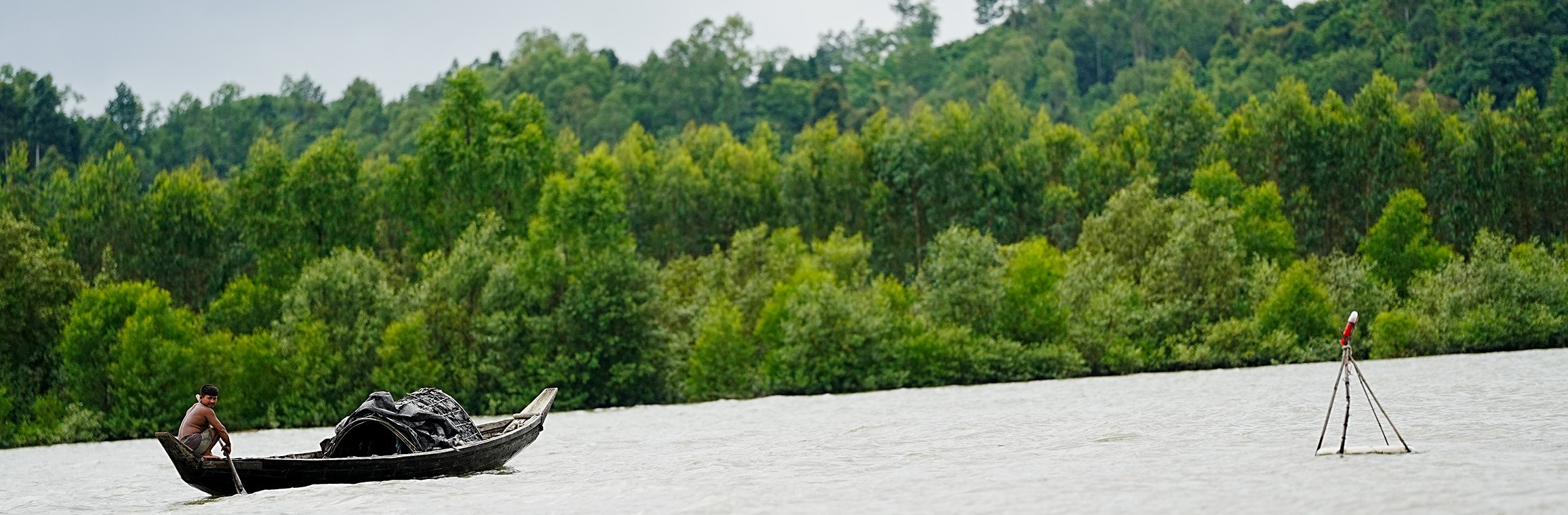 Mangrove forest along the coast of Matamuhuri river.