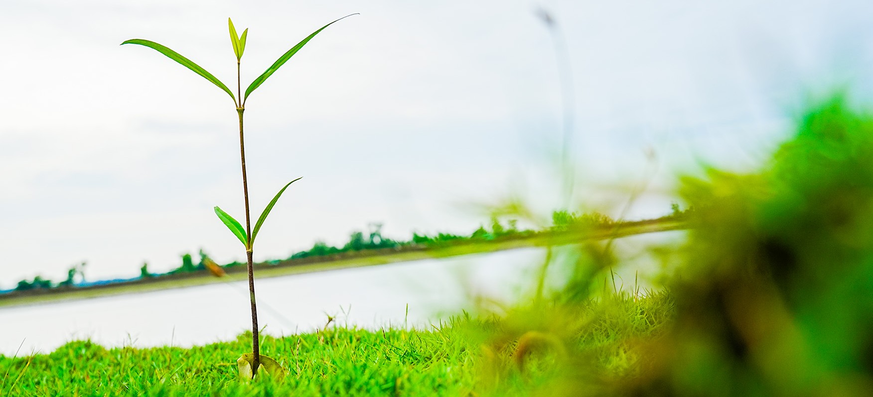 A young Baen seedling emerges from broadcasted seeds in the embankment.