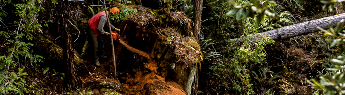 Tree rings tell earthquake stories. Near Seattle, scientists analyzed trees killed by a landslide and submerged logs from a nearby lake to confirm a massive 1699 to 1700 earthquake in the Pacific Northwest, the same event that likely triggered the “orphan tsunami” recorded in Japan in 1700.