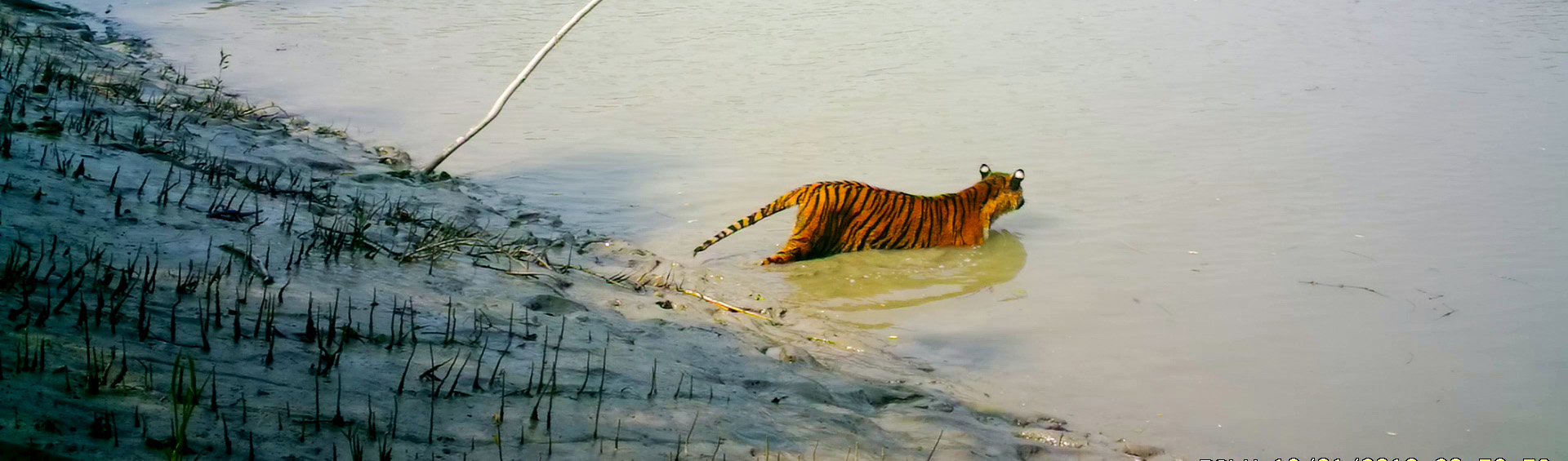 A Bengal Tiger captured in a camera trap while crossing a canal inside the Sundarbans