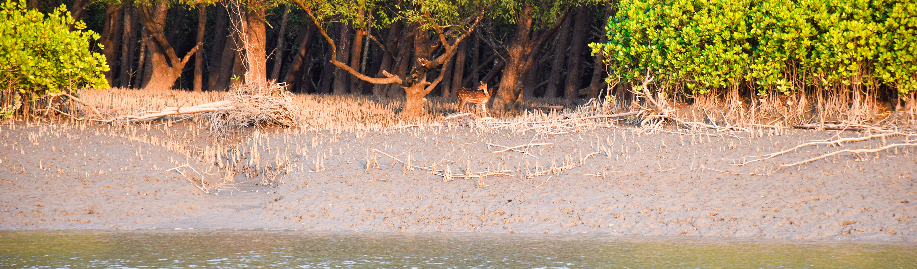 A spotted deer in the Sundarbans seeking shade during a hot sunny day