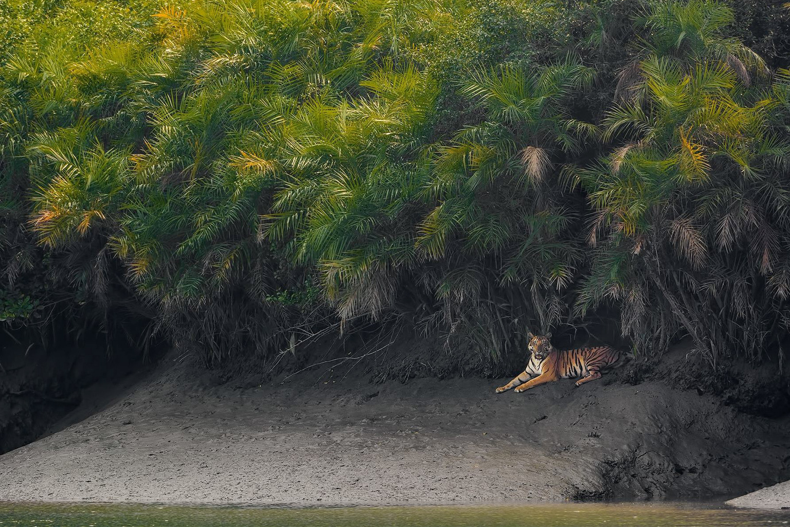 A Bengal tiger rests on a muddy bank at the edge of the Sundarbans