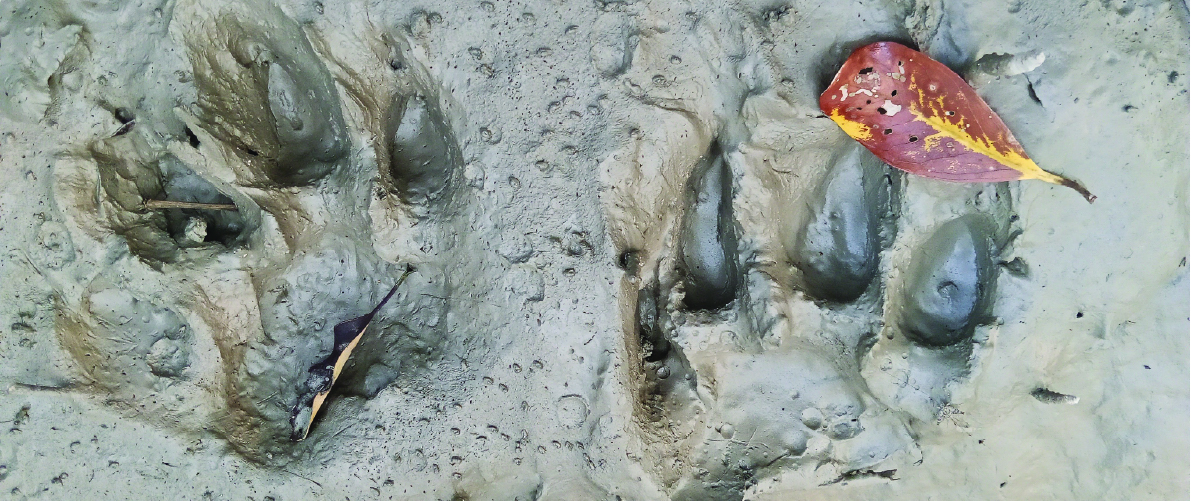 Pugmark of a tiger in mud at the Sundarban