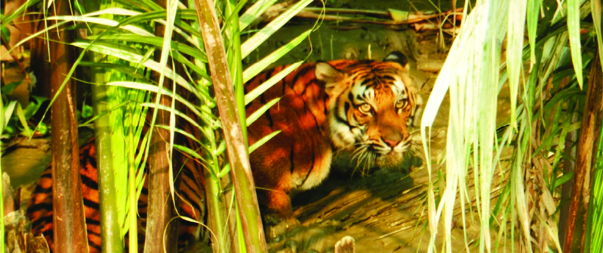 Tiger at the riverbank of the Sundarbans
