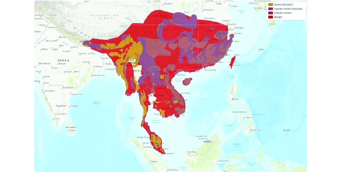 The current and historical range of the clouded leopard