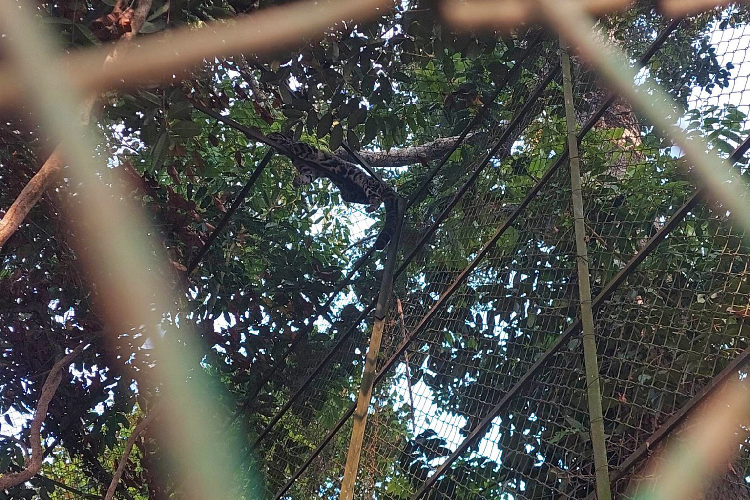 The only observed specimen of clouded leopard in Bangladesh is now living at Dulahazara Safari Park in Cox’s Bazar district