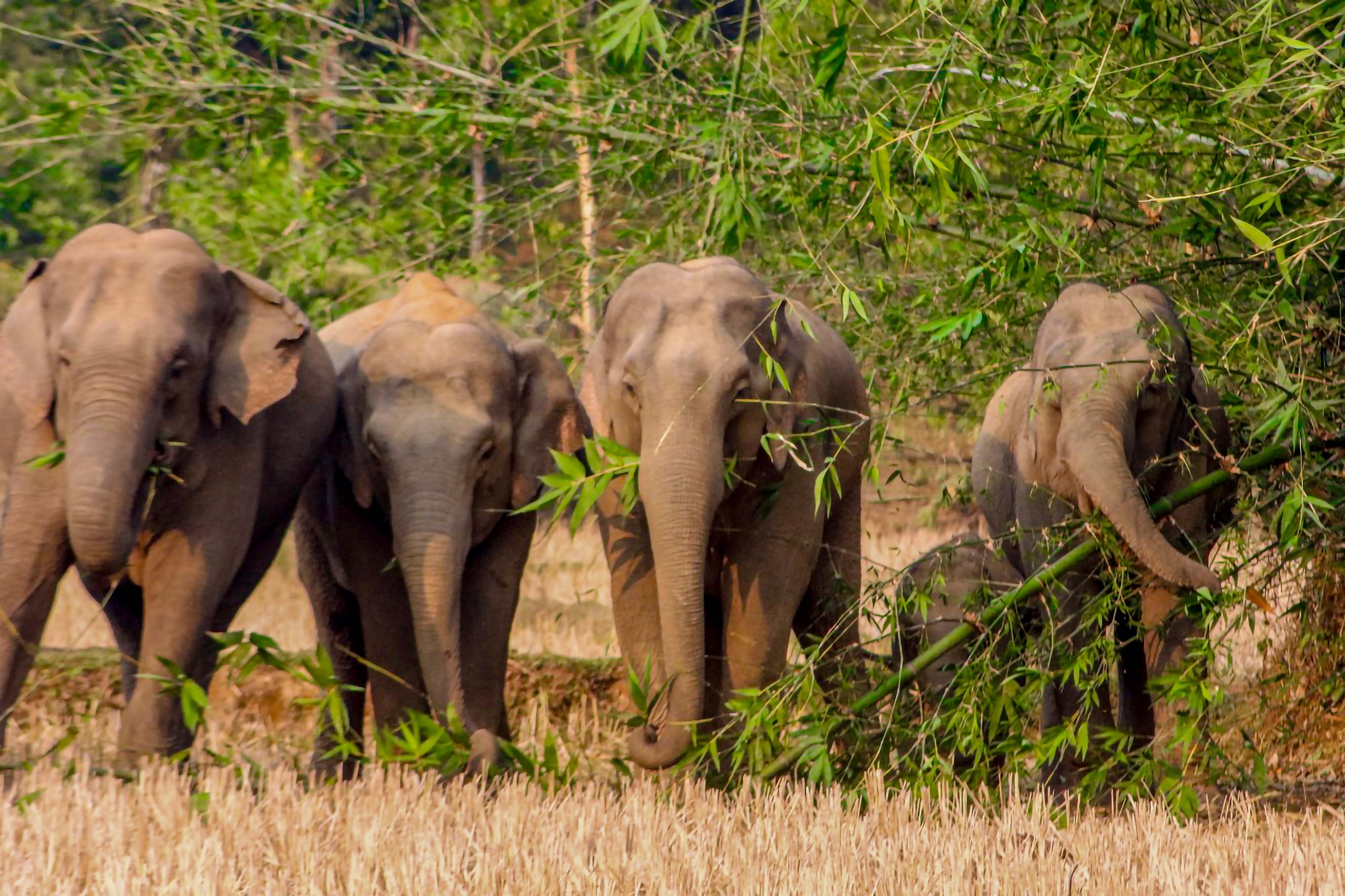 Standing with the Gentle Giants