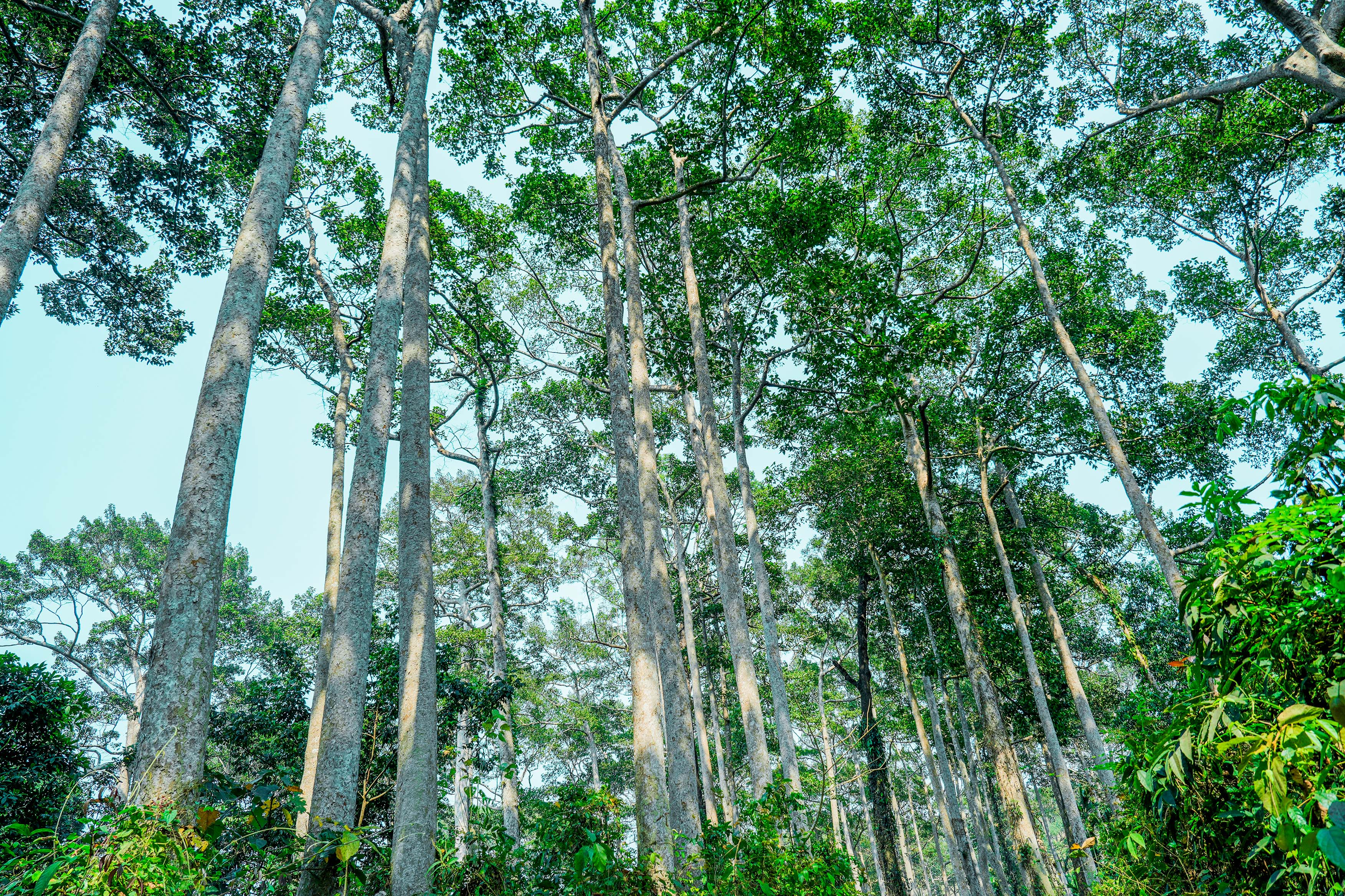 Can Forests Be the Backbone of Our Economies and Well Being?