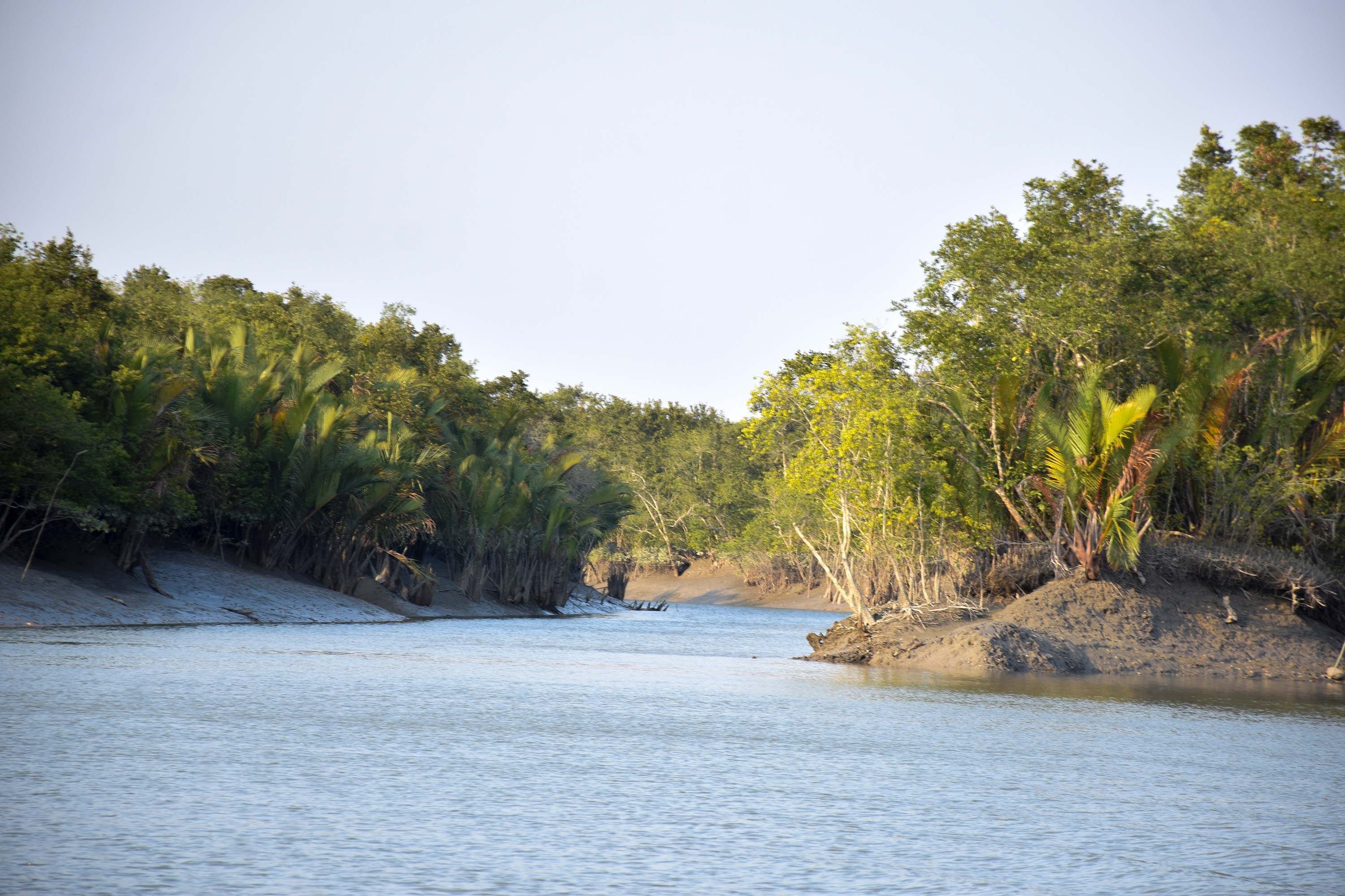 Stewardship of a Living Heritage: Collaborative Conservation in the Sundarbans