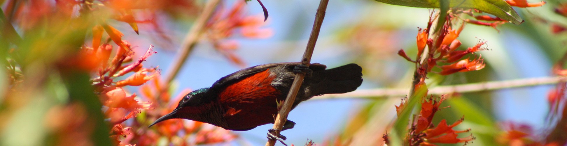 Securing Biodiversity Through Local Action in Bangladesh’s Critical Ecosystems