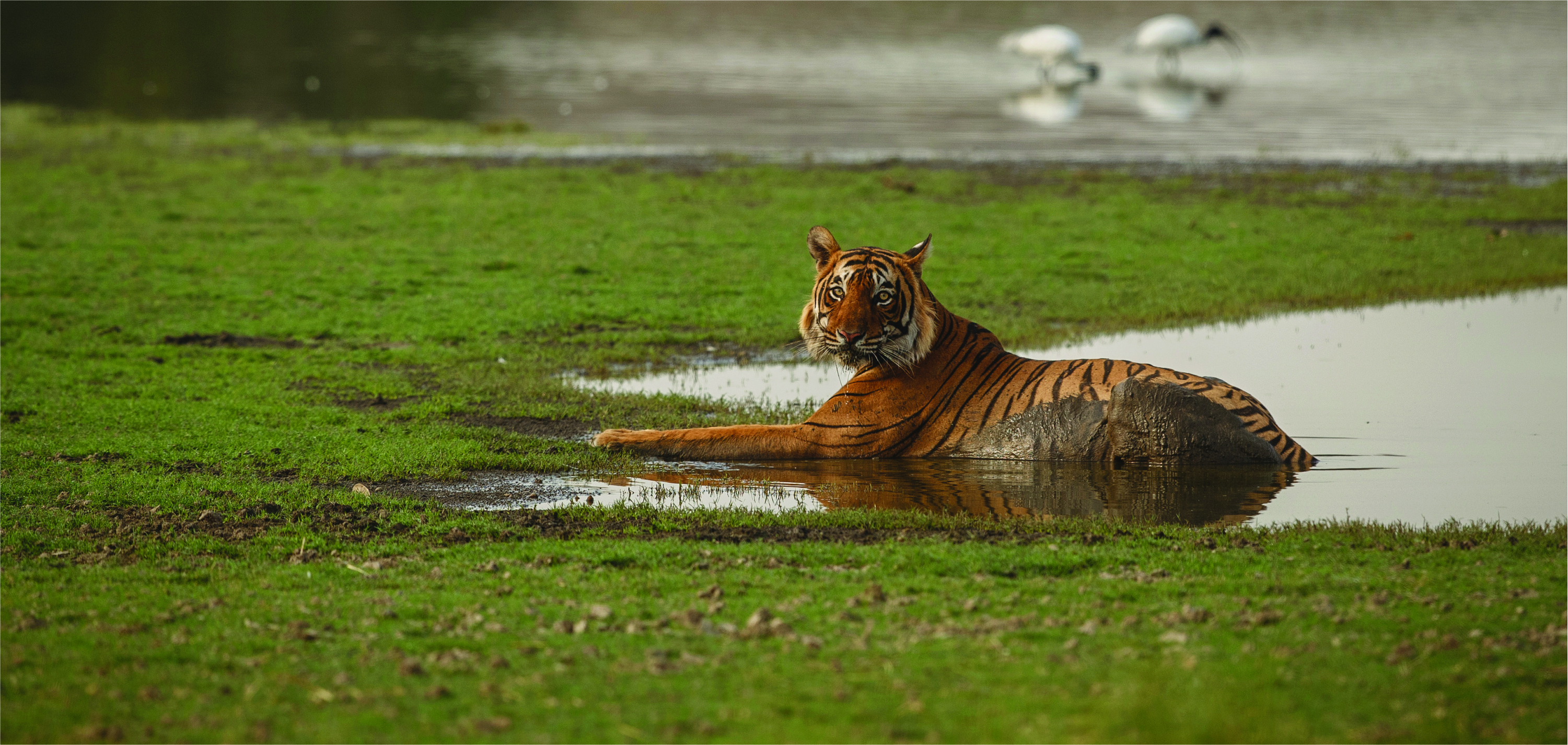 Global Tiger Day 2026: Coexistence as Bangladesh's Real Test