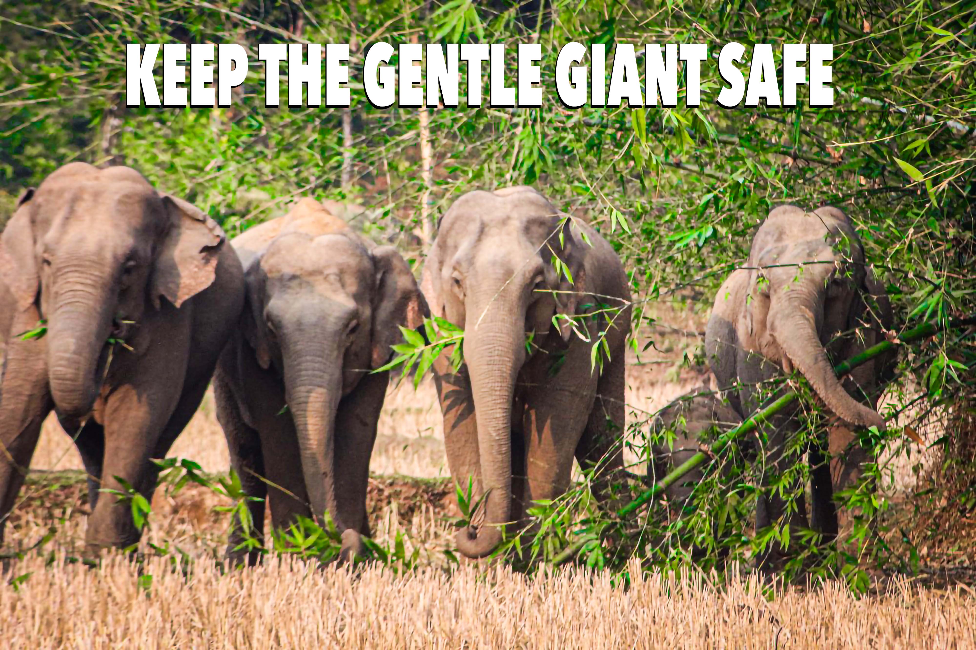 World Elephant Day edition