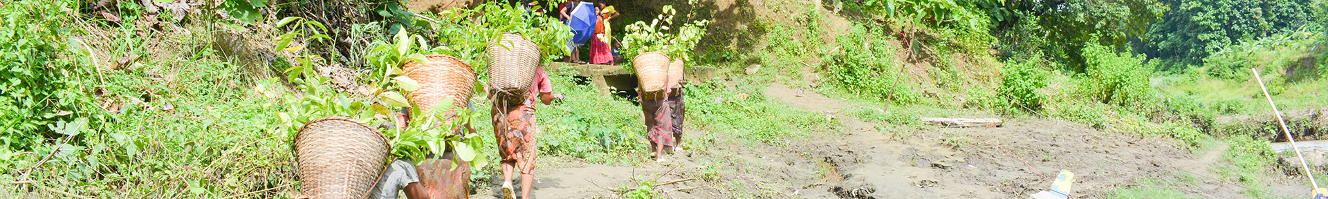 <h2>Forest Restoration and Biodiversity Conservation</h2>