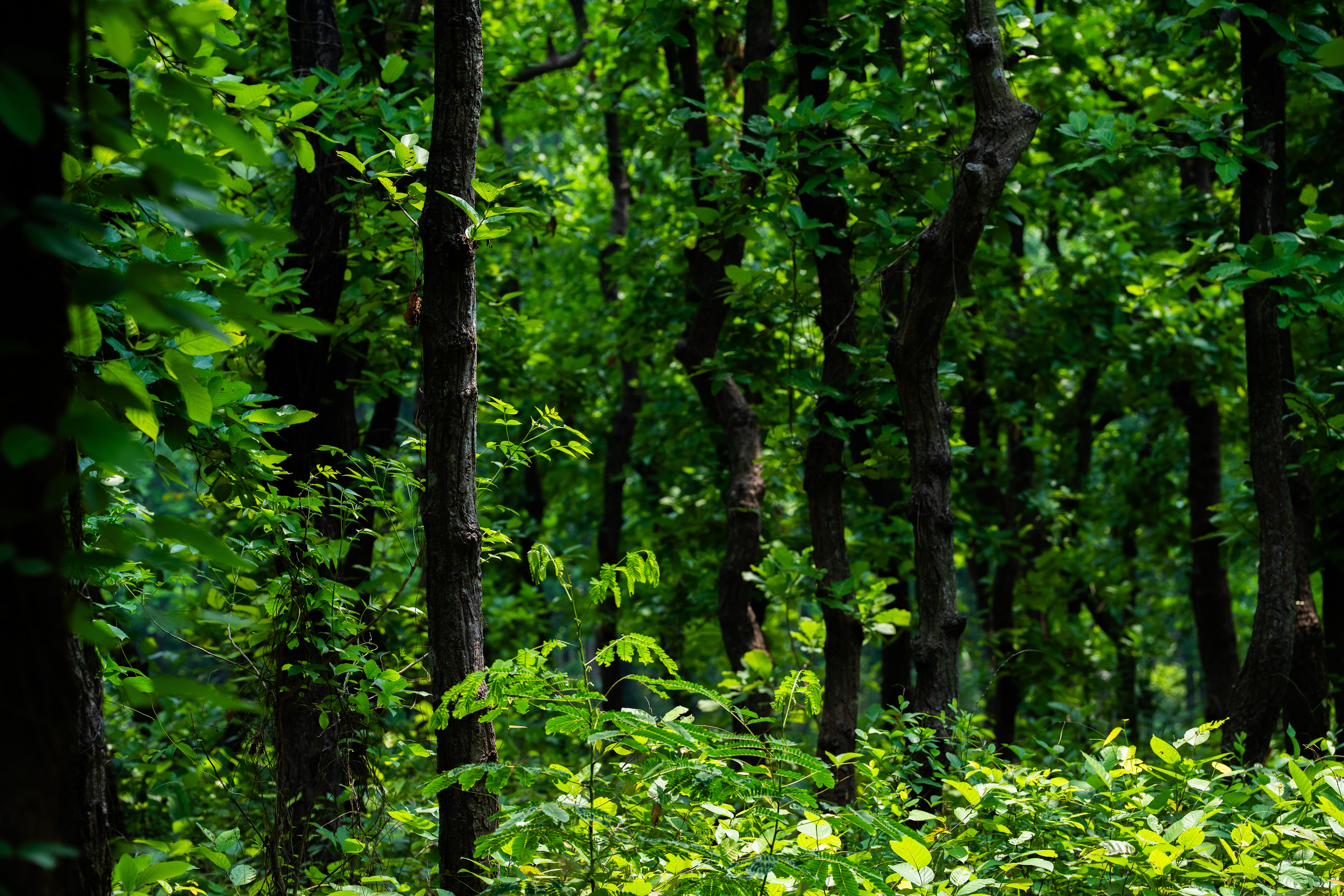 <h2>PROTECTED AREA MANAGEMENT: FROM PROTECTION TO PRACTICE</h2>