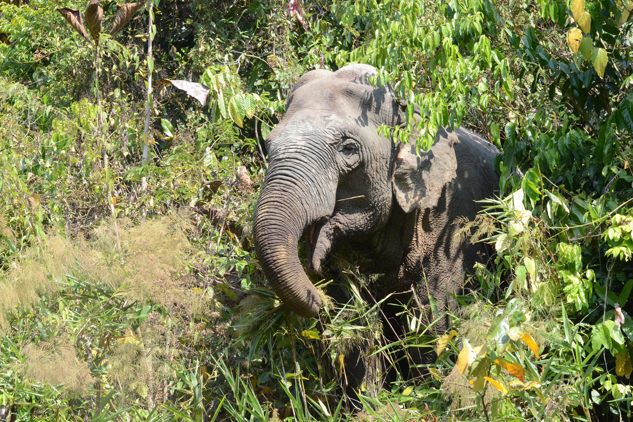Scaling up Human–Wildlife Conflict (HWC) mitigation interventions, strengthening institutional linkages, and evaluating effectiveness