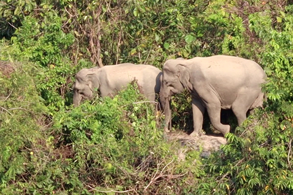 Elephant Survey Project